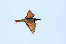 Bee-eater - Mark Pearson. The previous latest record was on the 18th August 1997.