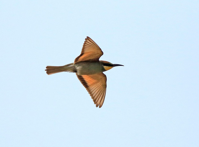 Bee-eater - Mark Pearson. The previous latest record was on the 18th August 1997.