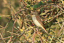 Red-backed Shrike - Mark Pearson.