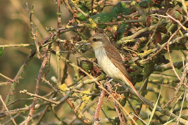 Red-backed Shrike - Mark Pearson.