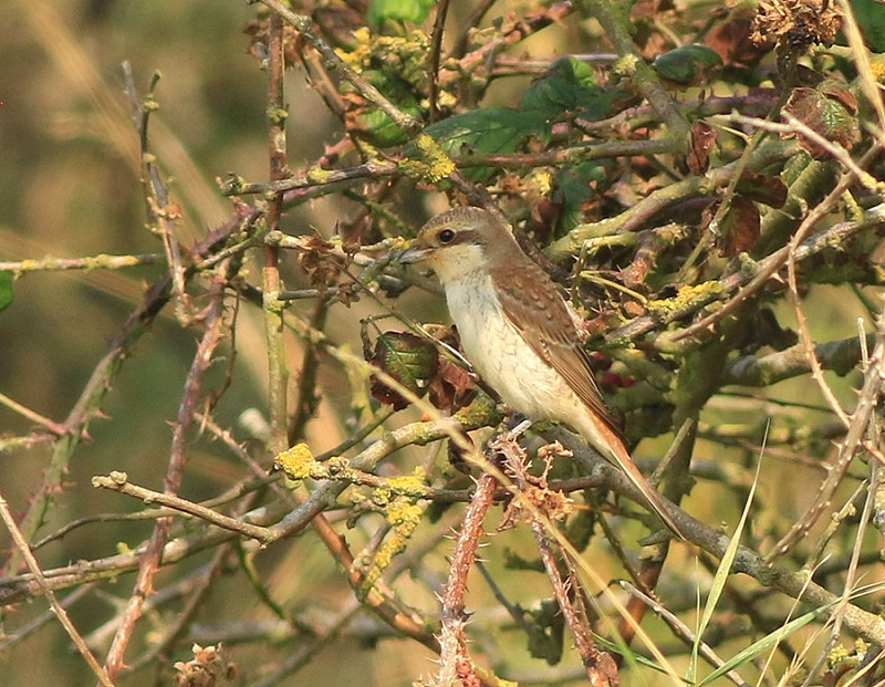 Red-backed Shrike - Mark Pearson.