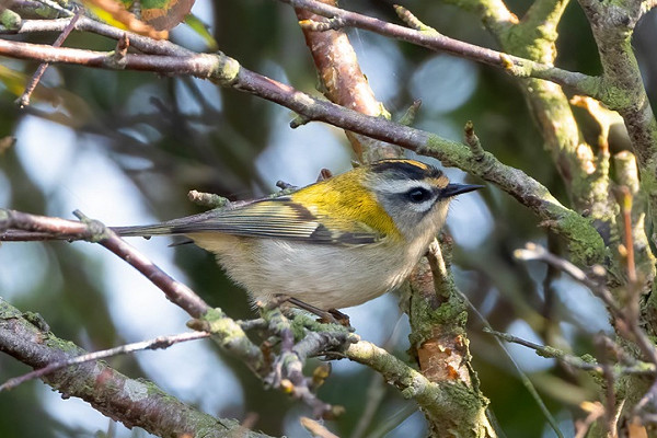 Firecrest - Martin Roper.