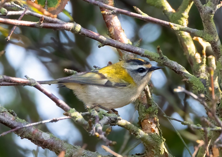 Firecrest - Martin Roper.