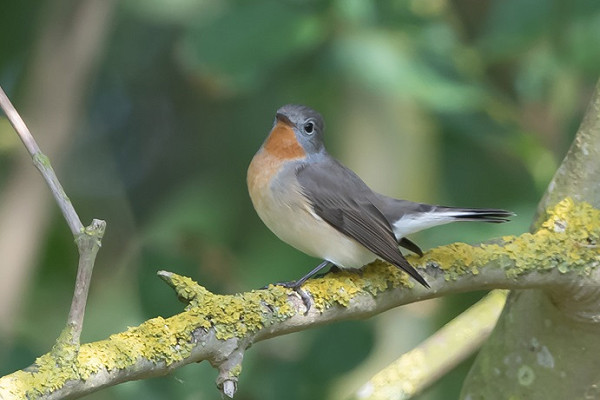 Red-breasted Flycatcher - Martin Standley.