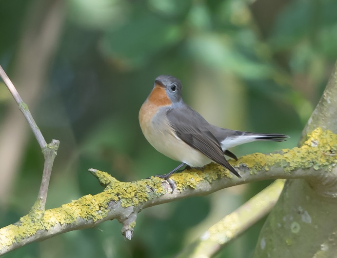 Red-breasted Flycatcher - Martin Standley.