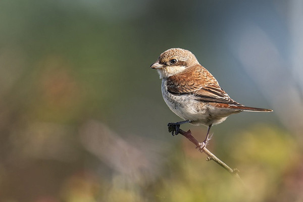 Red-backed Shrike - Matthew Livsey.