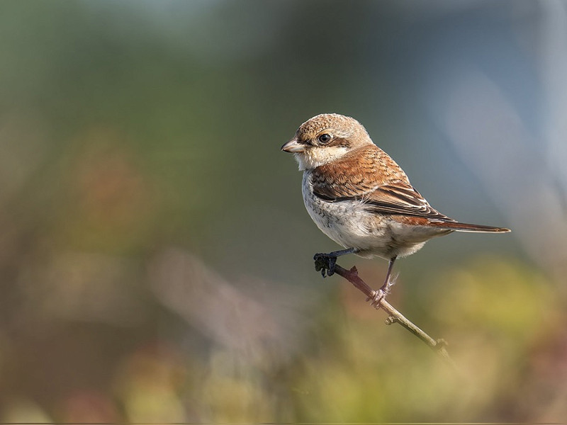 Red-backed Shrike - Matthew Livsey.