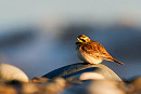 Shore Lark - Matt Bruce.