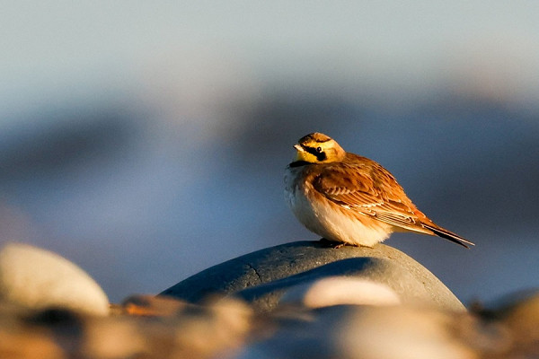 Shore Lark - Matt Bruce.