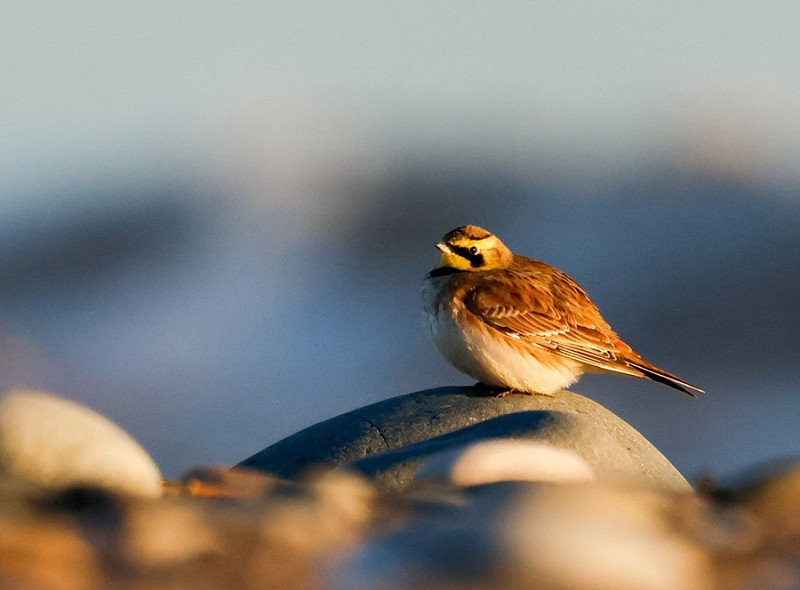 Shore Lark - Matt Bruce.