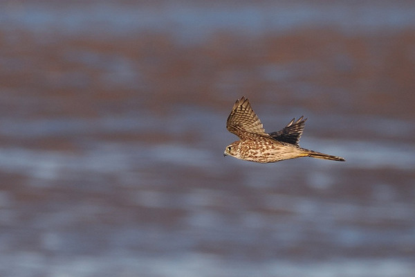 Bird sightings Thursday, 26 March 2026