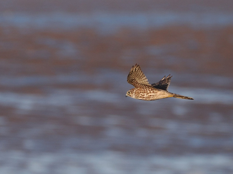 Merlin - Harry Appleyard.