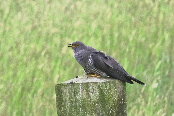 Cuckoo - Michael Flowers.  Some nice showy birds have been present from Kilnsea wetlands down to the Bluebell.