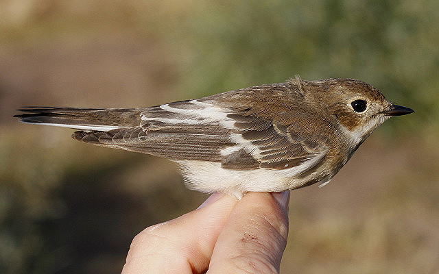 An interesting Ficedula Flycatcher 10th August 2020