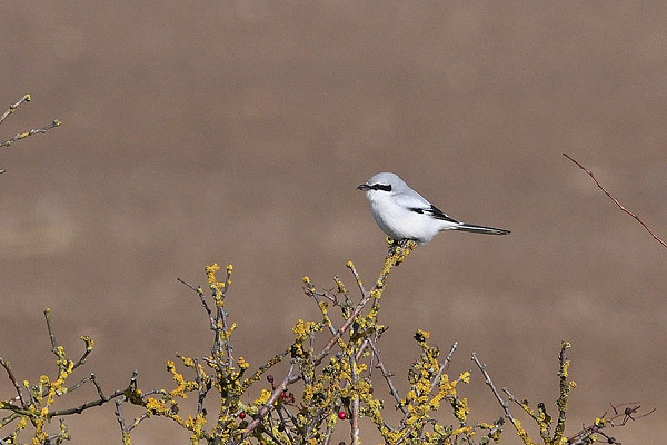 Great Grey Shrike - Mick Hemingway.