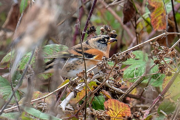 Brambling - Matthew Livsey.