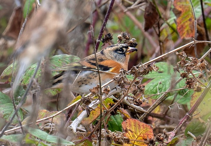 Brambling - Matthew Livsey.