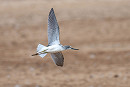 Greenshank - Matthew Livsey.