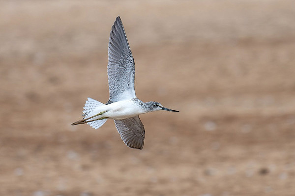 Greenshank - Matthew Livsey.