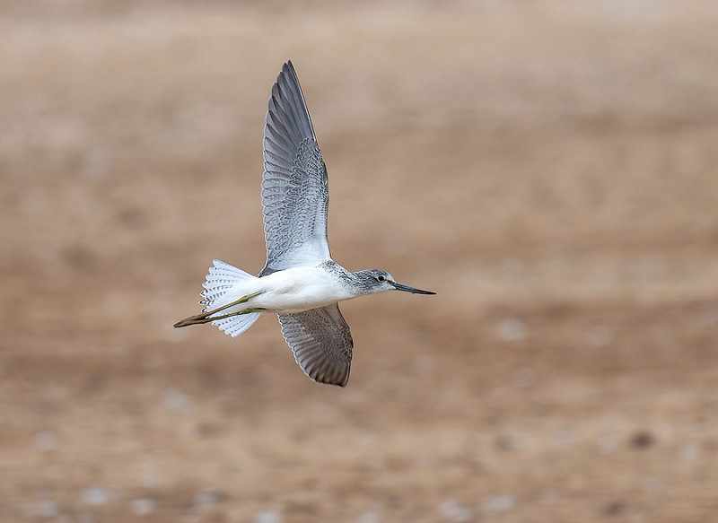 Greenshank - Matthew Livsey.