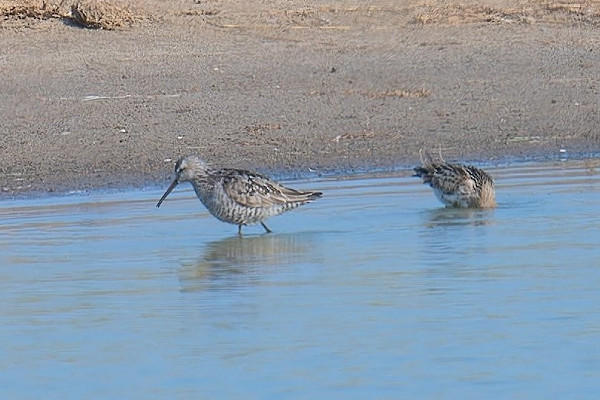 Stilt Sandpiper with Dunlin - Matthew Livsey