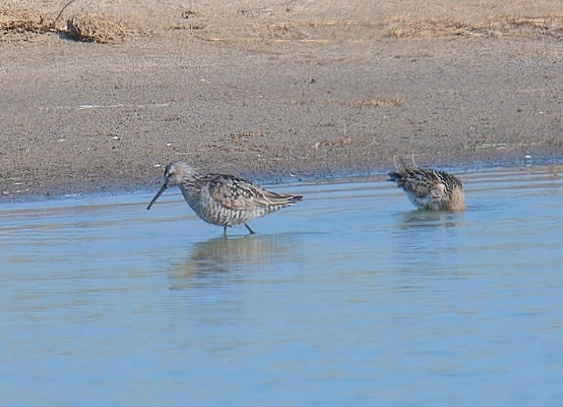 Stilt Sandpiper with Dunlin - Matthew Livsey