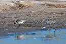 Stilt Sandpiper (right) with Curlew Sandpiper - Matthew Livsey.