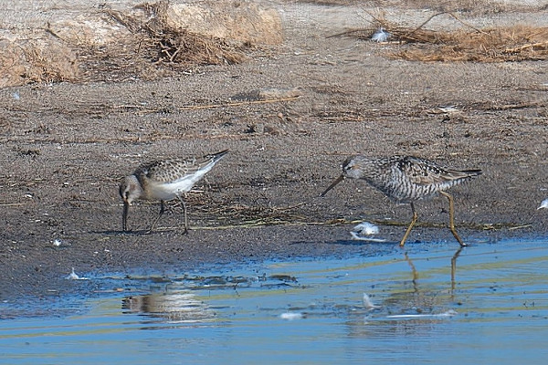 Stilt Sandpiper (right) with Curlew Sandpiper - Matthew Livsey.