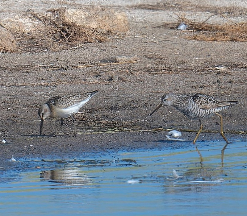 Stilt Sandpiper (right) with Curlew Sandpiper - Matthew Livsey.