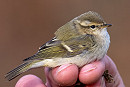 Humes Warbler - Matthew Livsey.