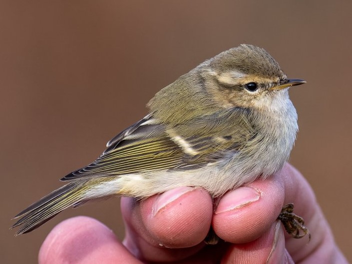 Humes Warbler - Matthew Livsey.