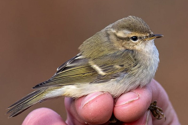 Bird sightings Monday, 18 November 2024