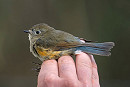 Red-flanked Bluetail - Matthew Livsey.