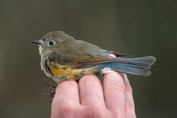 Red-flanked Bluetail - Matthew Livsey.  This is surprisingly the first to be found at the Warren. The Kew area and Point being the favourites.