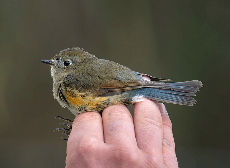 Red-flanked Bluetail - Matthew Livsey.  This is surprisingly the first to be found at the Warren. The Kew area and Point being the favourites.