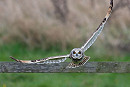 Short-eared Owl - Matthew Livsey.