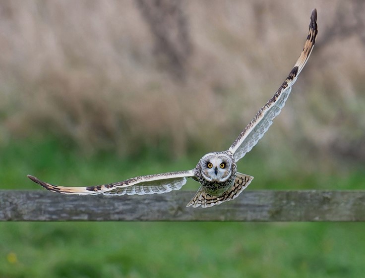 Short-eared Owl - Matthew Livsey.