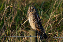 Short-eared Owl - Matthew Livsey.