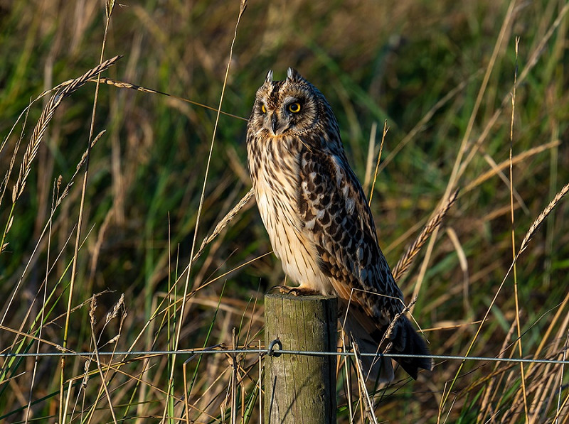 Short-eared Owl - Matthew Livsey.