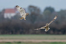 Short-eared Owls - Matthew Livsey.