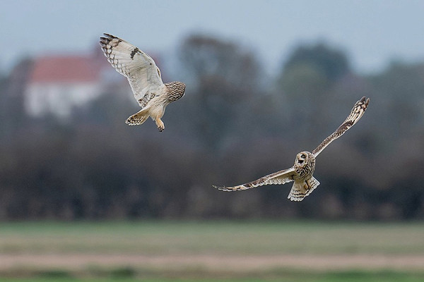 Short-eared Owls - Matthew Livsey.