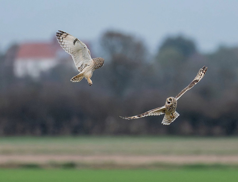 Short-eared Owls - Matthew Livsey.