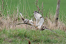 Short-eared Owls - Matthew Livsey.