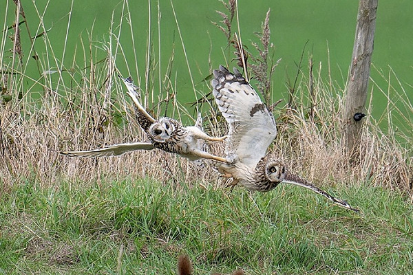 Short-eared Owls - Matthew Livsey.