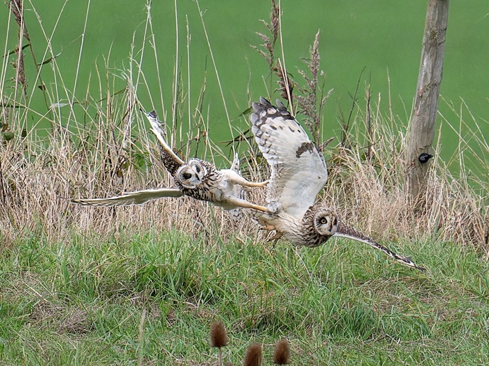 Short-eared Owls - Matthew Livsey.