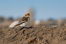 Snow Bunting Matthew Livsey.