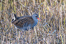 Water Rail - Matthew Livisey.