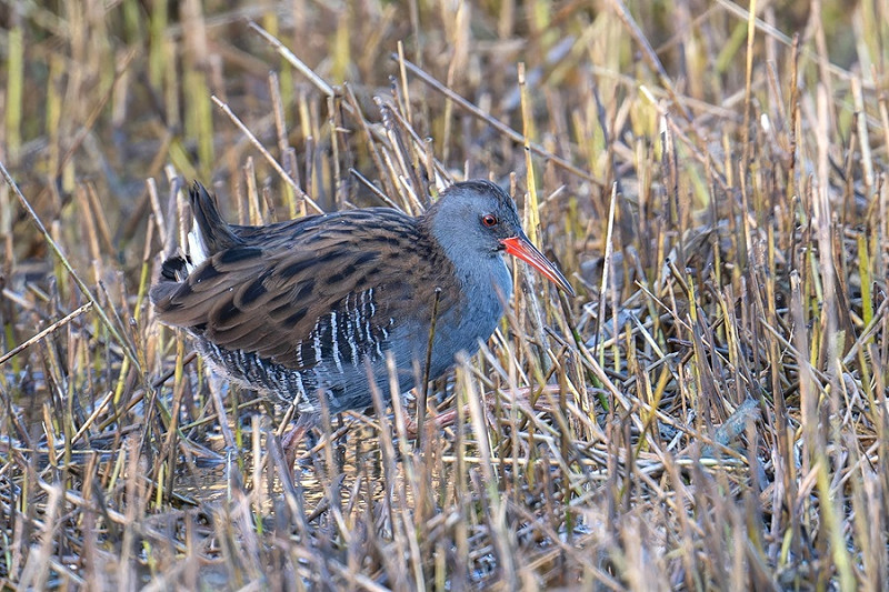 Water Rail - Matthew Livisey.