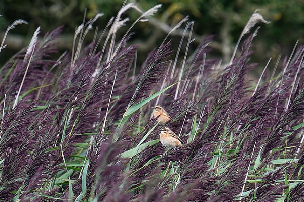 Whinchats - Matthew Livsey.