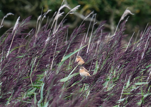 Whinchats - Matthew Livsey.